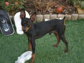 Romeo